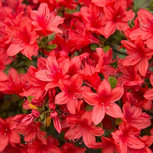 Azalea Red Formosa